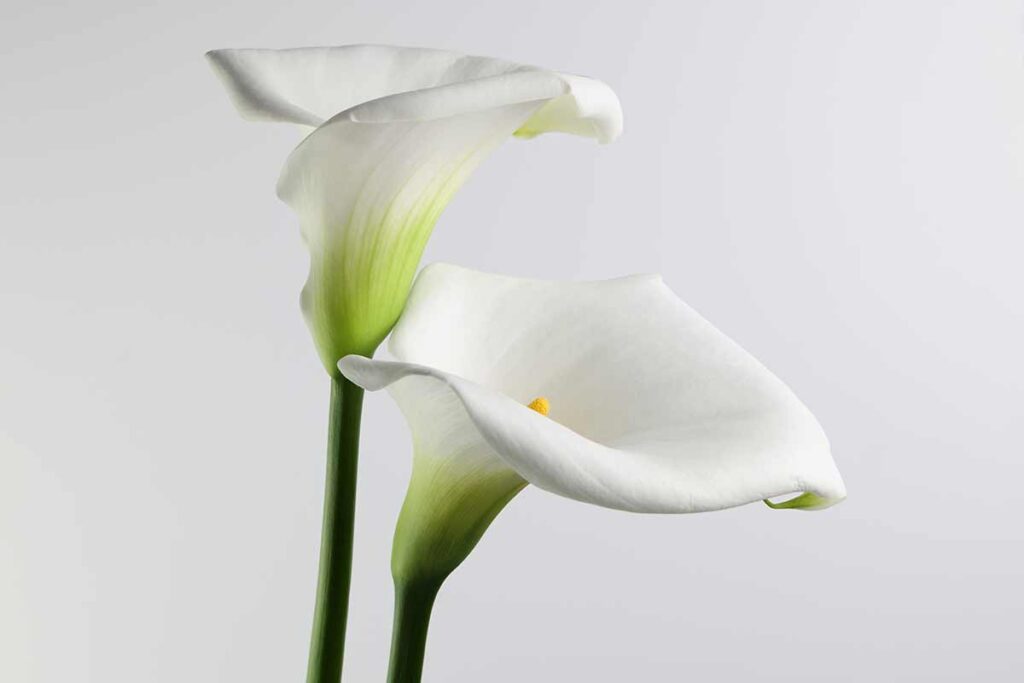 calle bianche significato