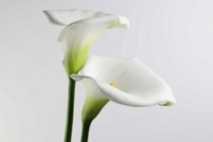 calle bianche significato