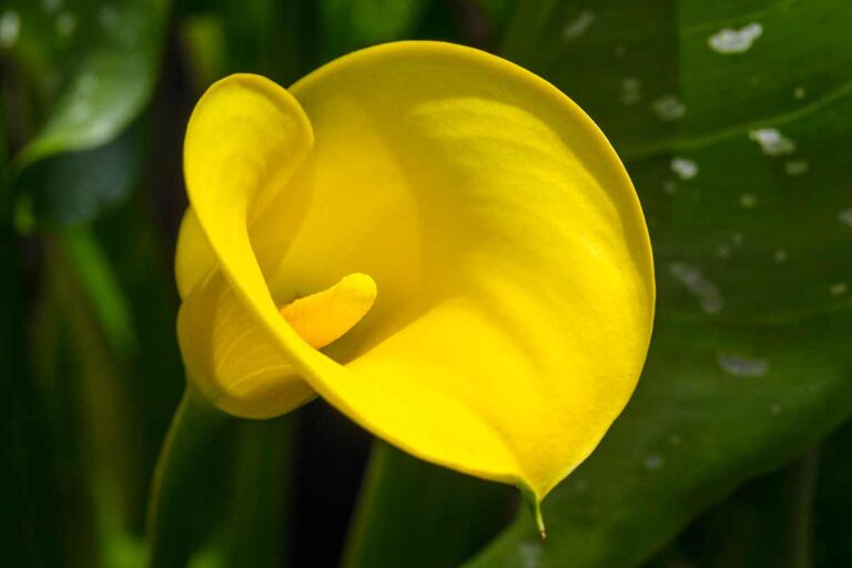 Cosa simboleggiano le calle gialle? Scopri il loro significato nascosto Calle gialle significato