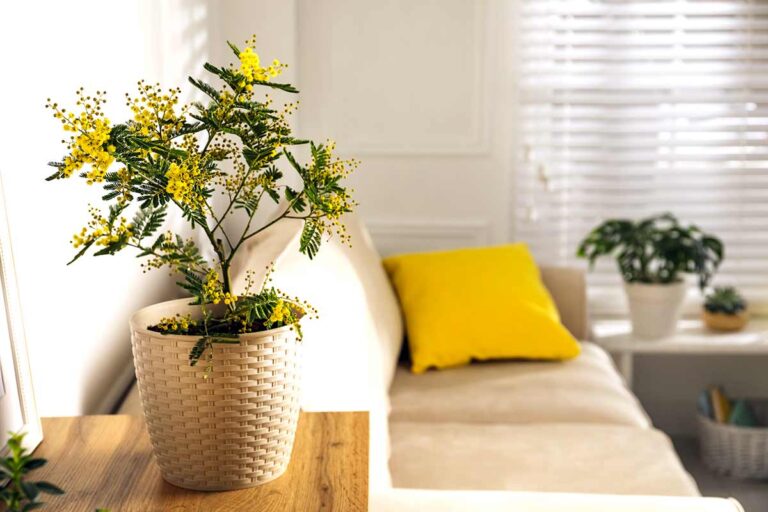 Coltivare la mimosa in vaso: segreti per una fioritura spettacolare Coltivare la mimosa in vaso.