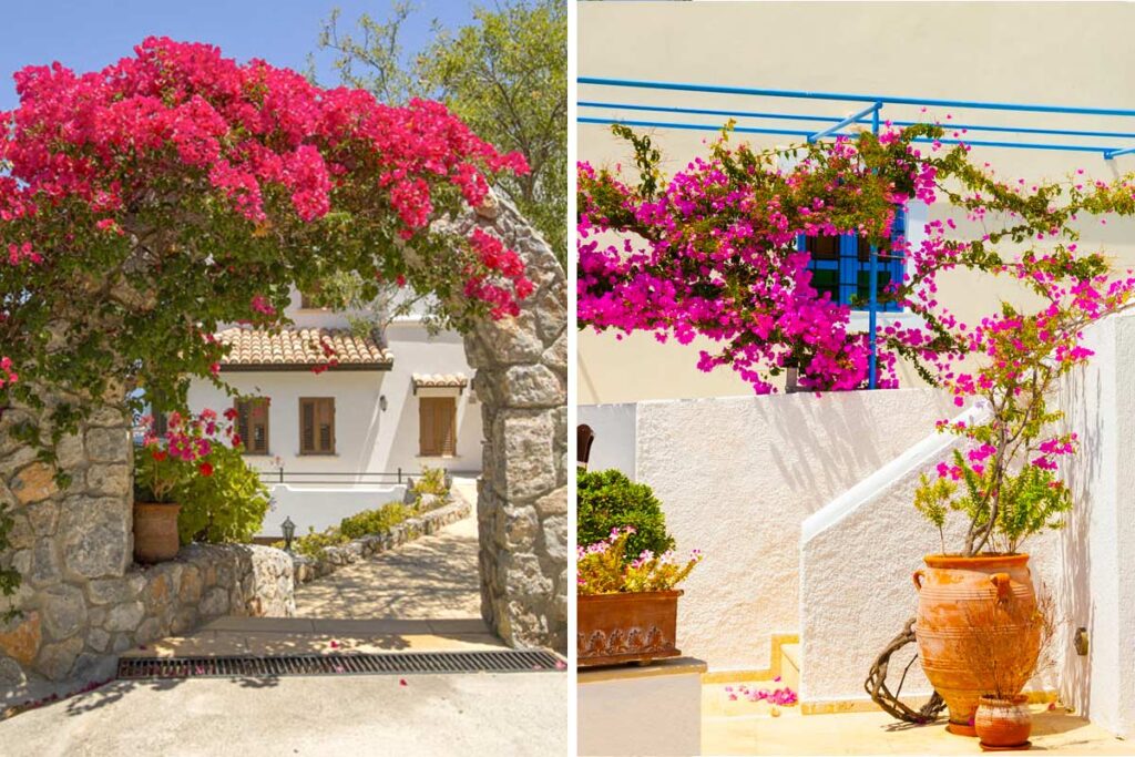 Bougainvillea in giardino