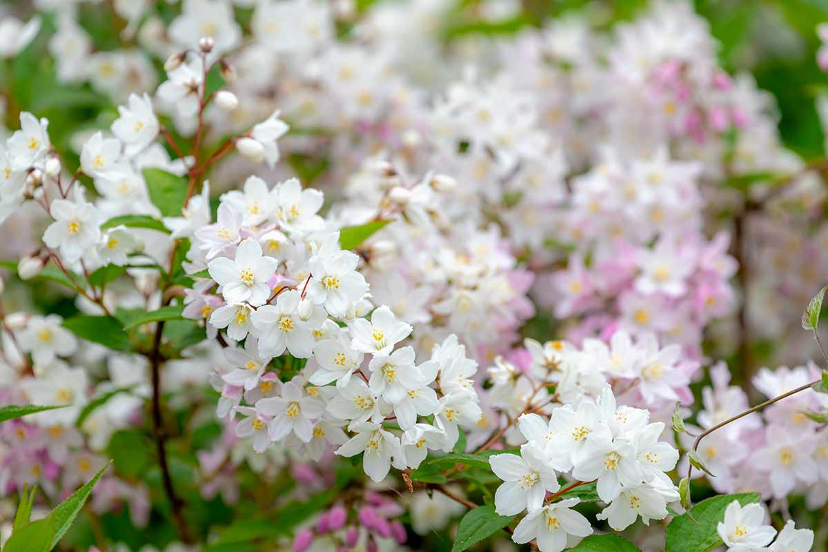 Deutzia bianca