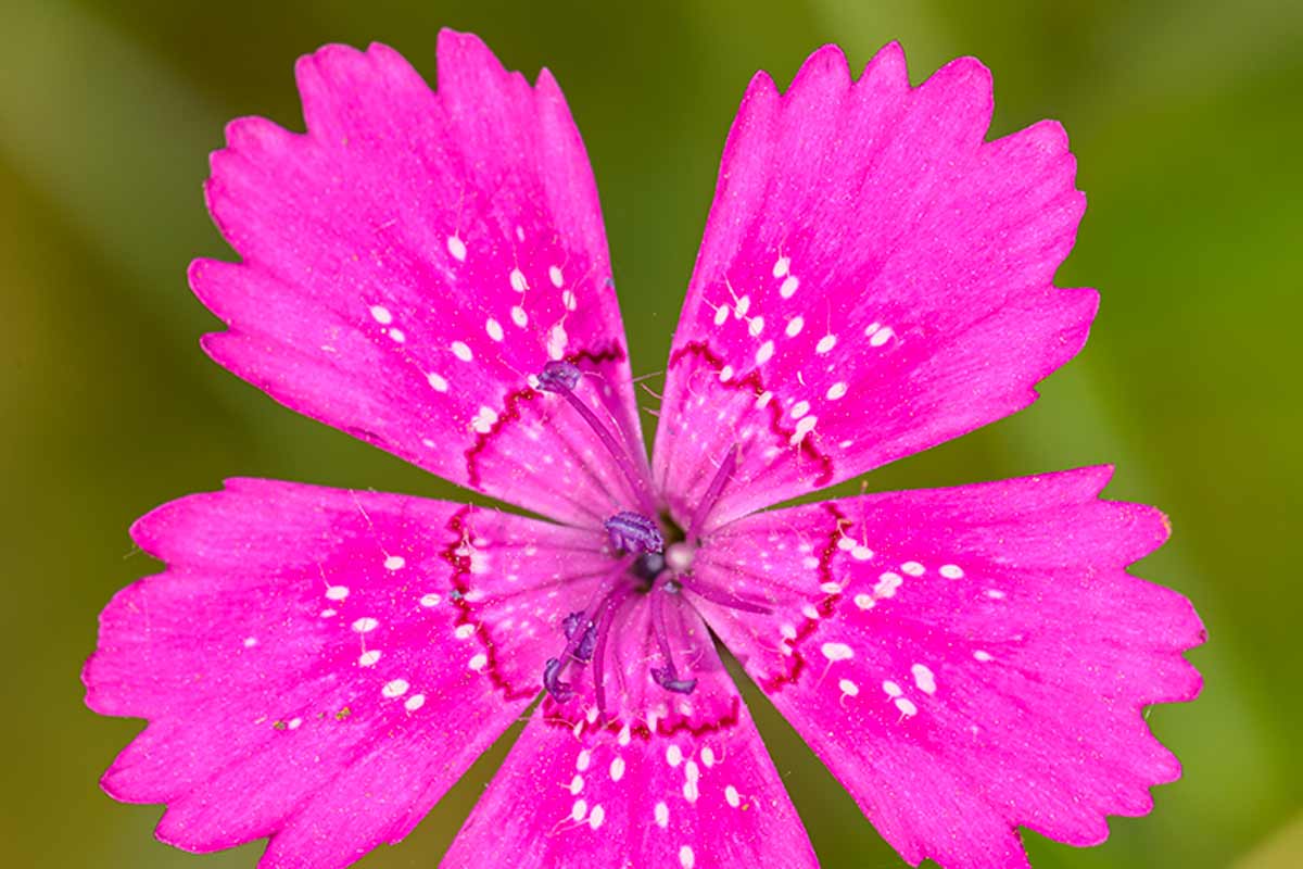 dianthus deltoides