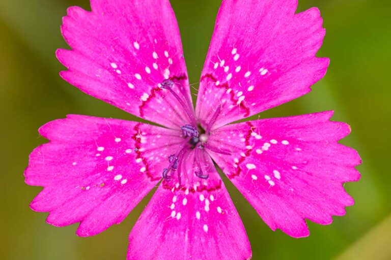 Dianthus Deltoides: il carosello dei garofani tappezzanti dianthus deltoides