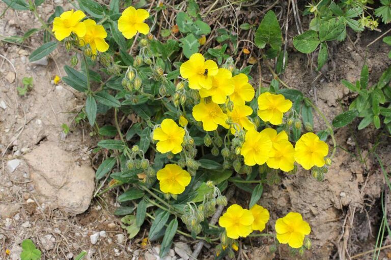 Scopri la pianta perfetta per un giardino roccioso vivace e a bassa manutenzione Eliantemo