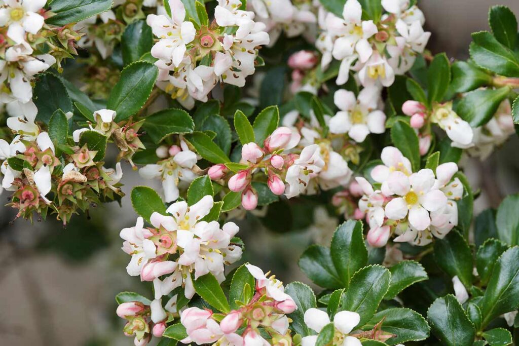 Escallonia ideale per siepe al mare.