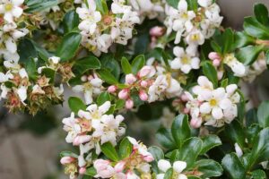 Escallonia ideale per siepe al mare.