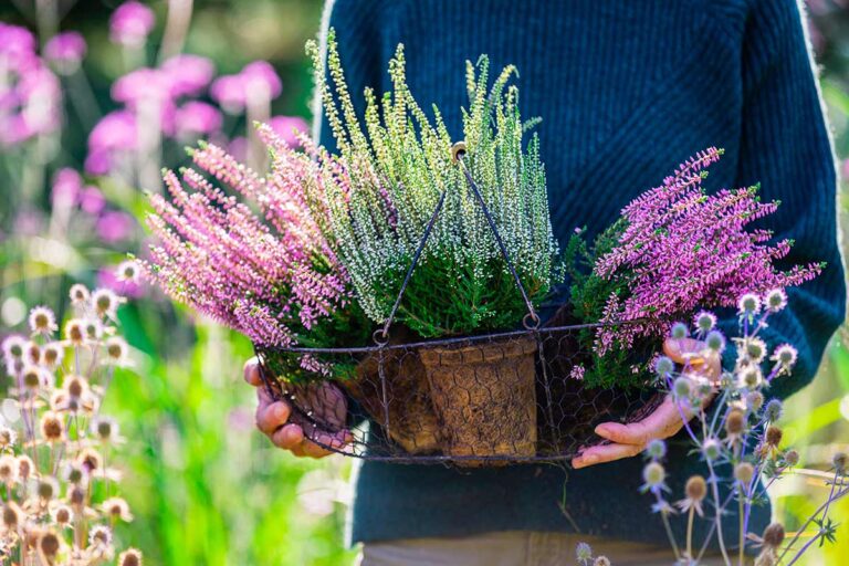 Un giardino di eriche: idee, piante compagne e consigli di design per il tuo outdoor giardino di eriche