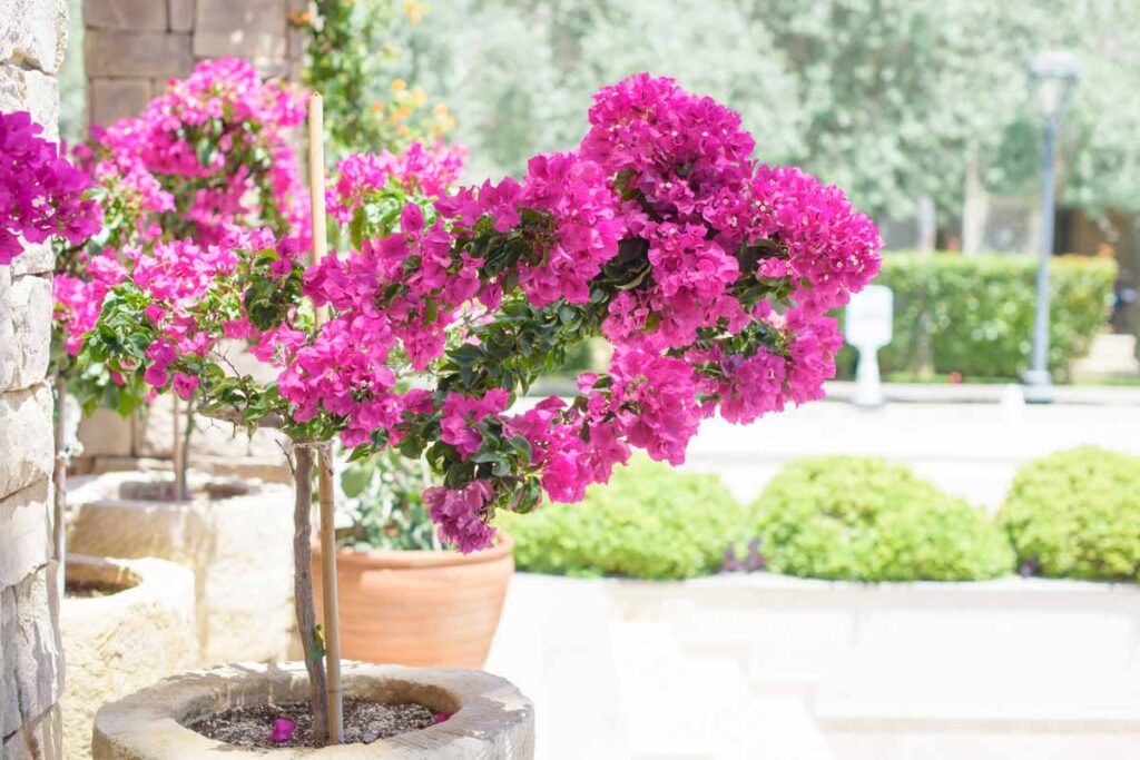 Coltivare la Bougainvillea in vaso.