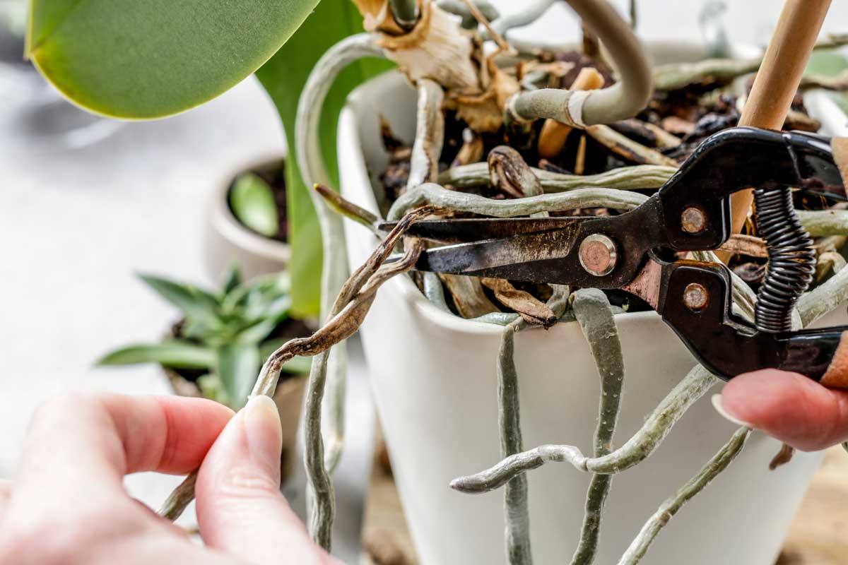 taglio radici orchidee