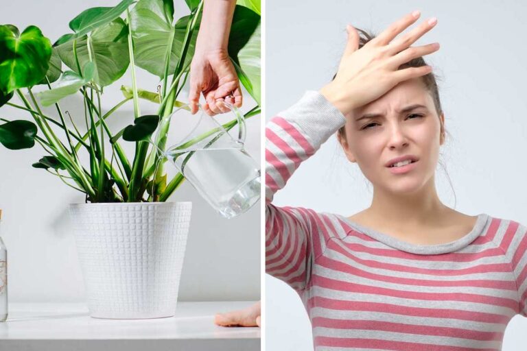 Irrigazione delle piante in vaso: tecniche e segreti per un pollice verde Irrigazione delle piante in vaso