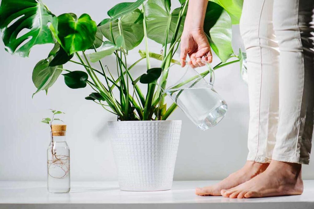 quando innaffiare piante