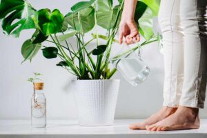 quando innaffiare piante