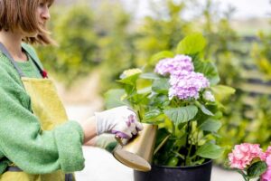 ortensie rigogliose con aceto