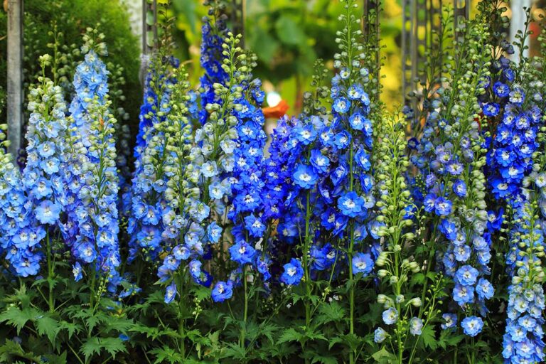 Giardinaggio di primavera: le top 5 piante incantevoli da coltivare a marzo piante da coltivare a marzo