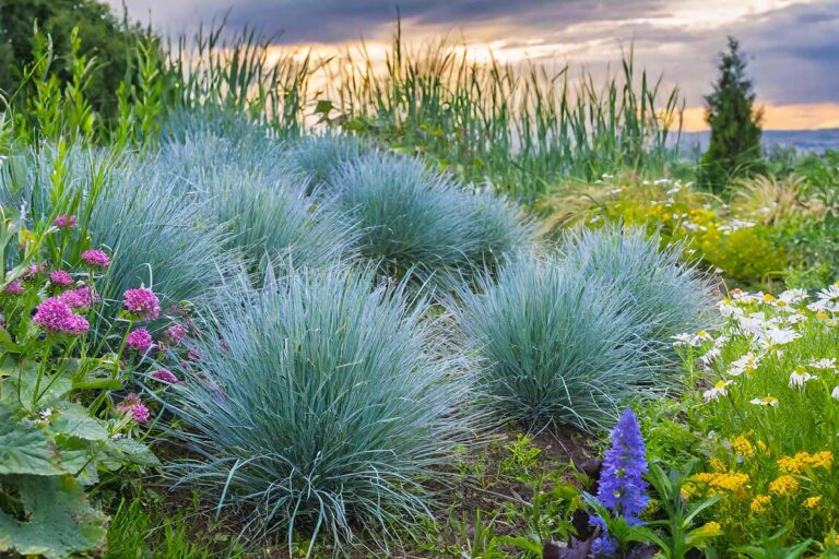 Giardinaggio facile: le 10 migliori piante da esterno per chi dimentica di annaffiare piante da esterno poca acqua