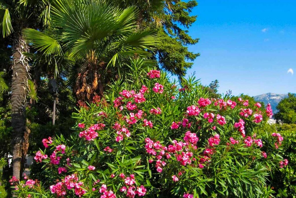 piante giardino mediterraneo