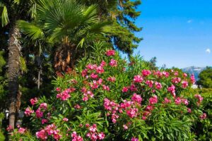 piante giardino mediterraneo