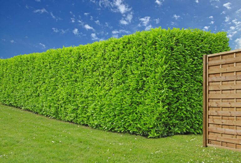 8 varietà di piante per siepi a crescita rapida: privacy e stile nel tuo giardino Piante per siepi a crescita rapida.