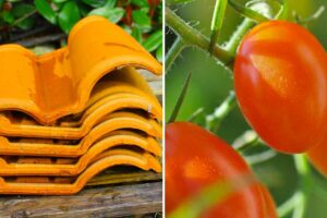 pomodori tegola