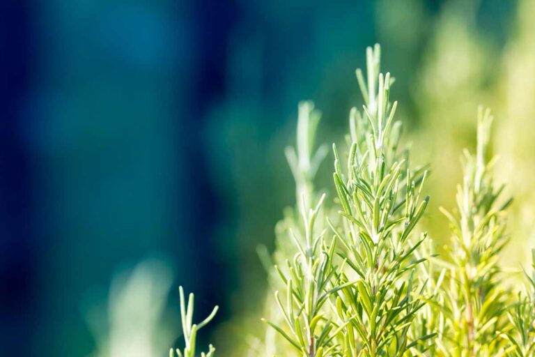 Il momento giusto: scopri quando potare il rosmarino per massimizzare la crescita potare il rosmarino