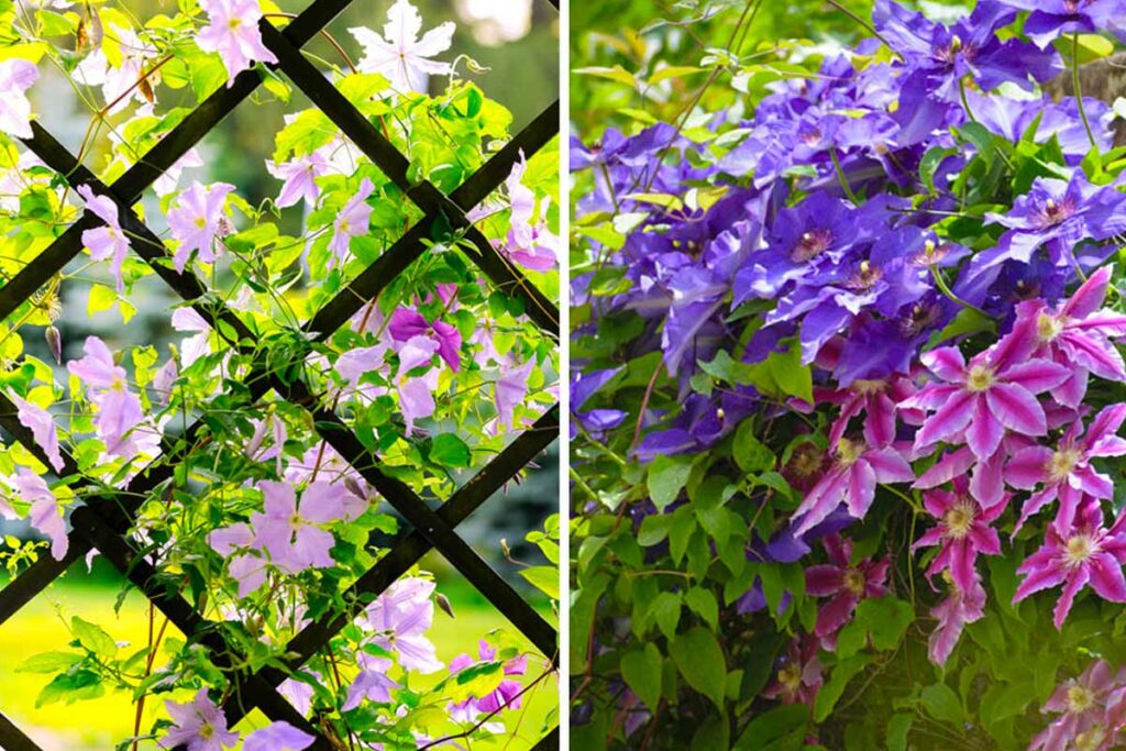 Come potare le Clematis.