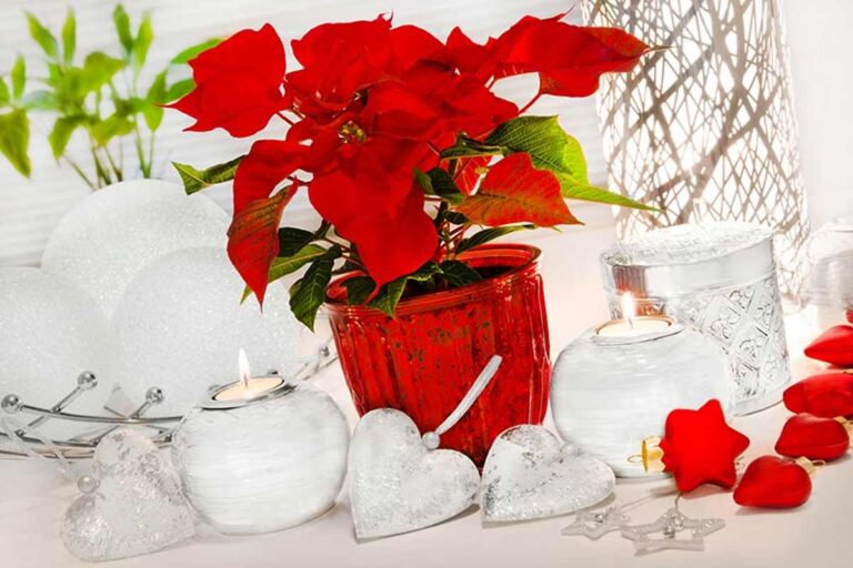 Mantieni la tua stella di natale luminosa: tecniche di potatura essenziali Potatura stella di Natale.