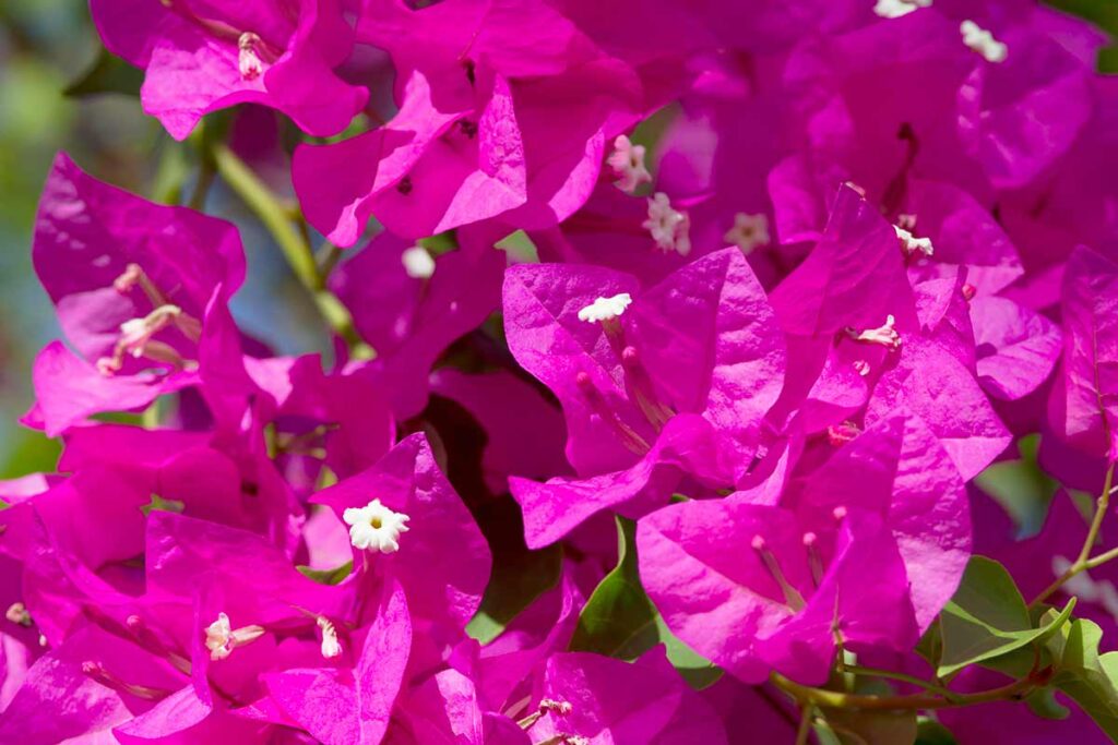 potatura bouganville