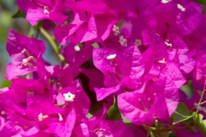 potatura bouganville