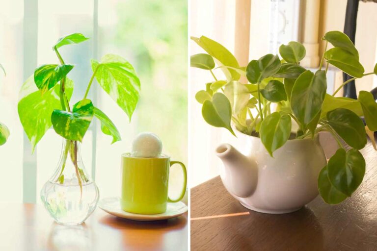 Trasforma ogni angolo di casa con queste 7 idee creative per il Pothos Pothos idee decorazioni
