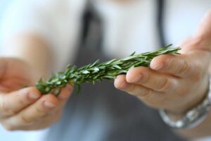 moltiplicare il rosmarino da un rametto
