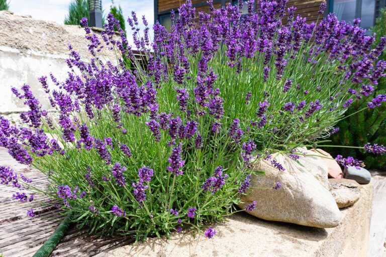 Il tuo giardino fiorito a costo zero: scopri le talee da realizzare in primavera talee di primavera