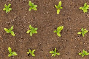 Moltiplicare erbe aromatiche con le talee