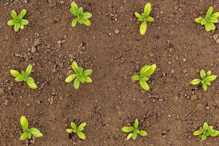 Moltiplica le tue erbe aromatiche con le talee: ecco la guida che cercavi Moltiplicare erbe aromatiche con le talee