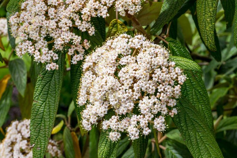 Viburnum: ecco perché sceglierlo per fioriture e bacche nel tuo giardino Viburno