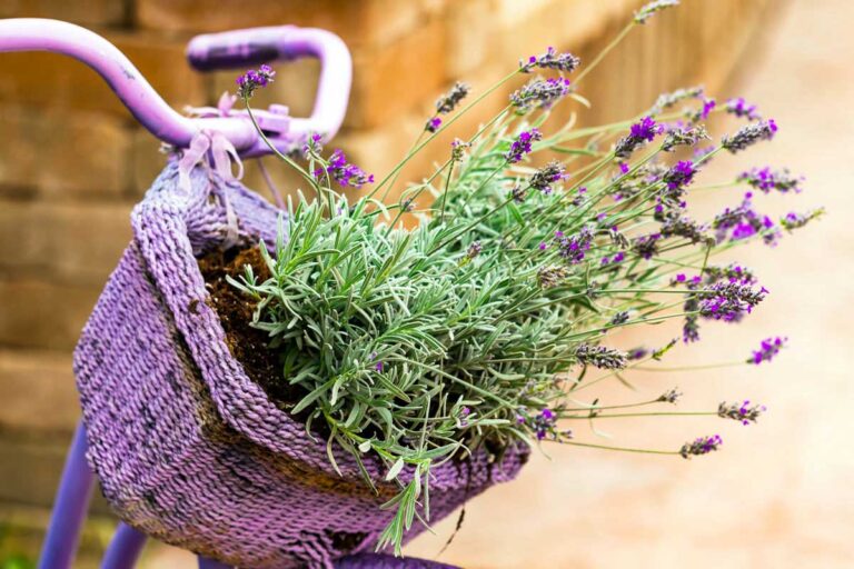 Come creare un giardino profumato con lavanda: idee uniche da non perdere lavanda decorazioni bicicletta