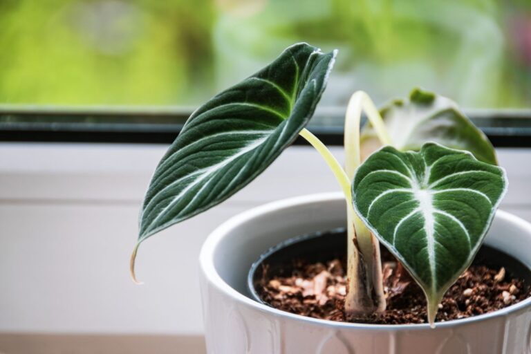 7 passi per un'Alocasia lussureggiante: scopri come farla crescere in casa Alocasia