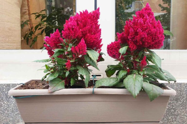 Passo dopo passo: coltiva Celosia in casa per un terrazzo colorato Celosia