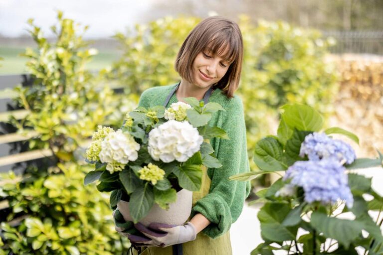 Ortensie azzurre, rosa e bianche in balcone: il tuo manuale di coltivazione Coltivare ortensie in balcone