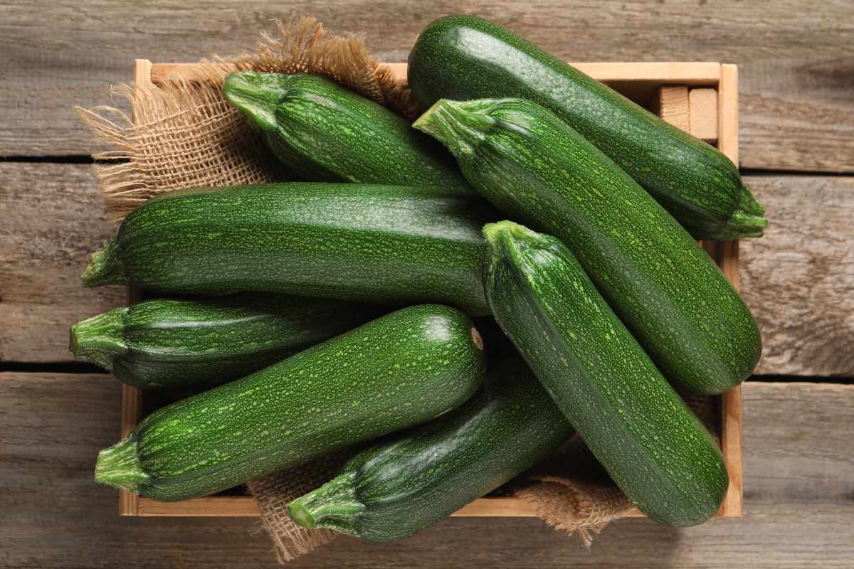 Coltivare zucchine