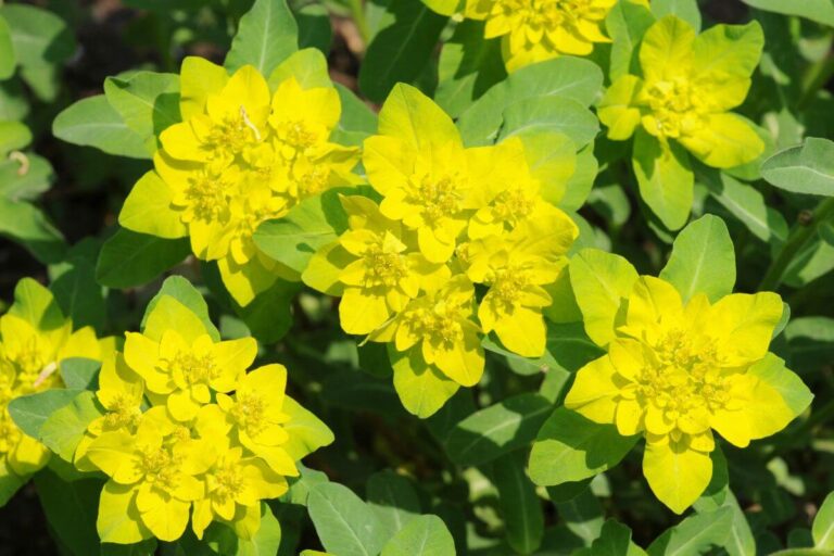 Controsoffitti in cartongesso: 12 splendide idee per un'illuminazione unica Euphorbia polychroma