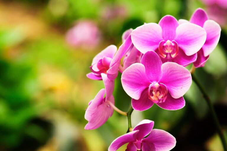 Orchidee più belle e sane con un trucco semplice: scopri i benefici dell'aglio e come utilizzarlo Orchidee