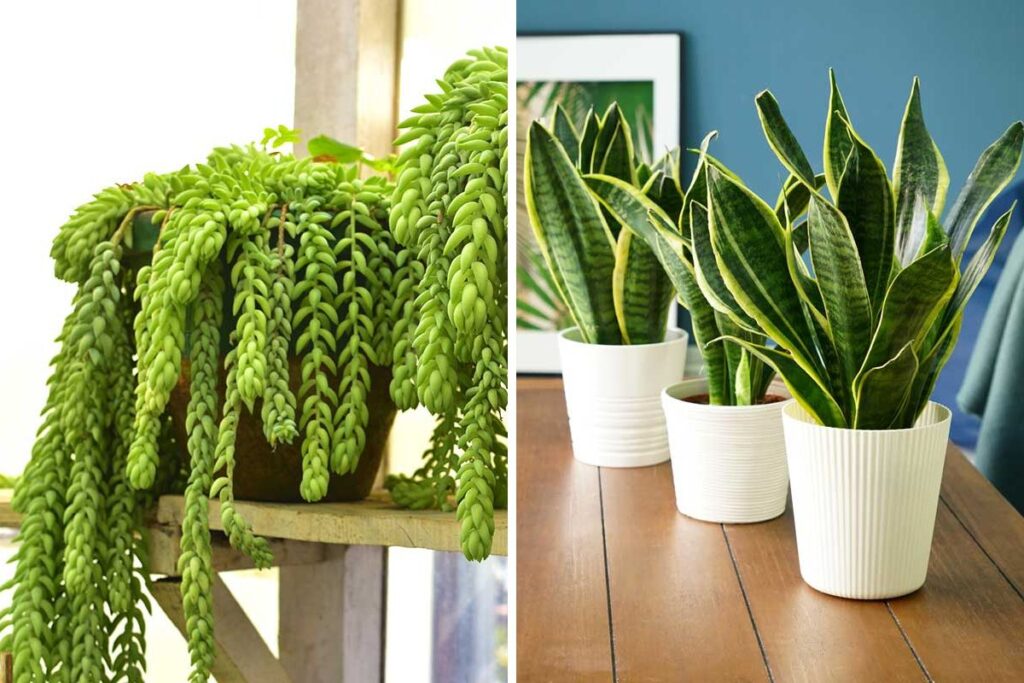 piante grasse con poca luce