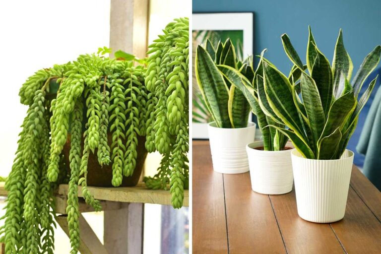 5 piante grasse che prosperano anche con poca luce: perfette per decorare gli interni di casa piante grasse con poca luce