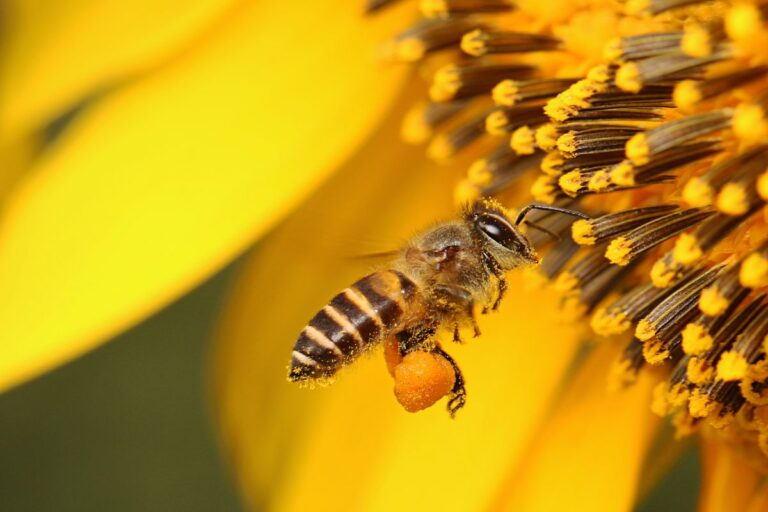 Salva le api: coltiva queste piante nettarifere e fai la differenza Piante nettarifere