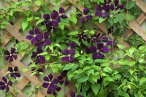 Traliccio fai-da-te per rampicanti