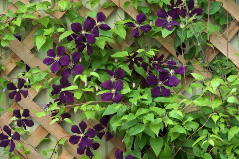 Traliccio fai-da-te per rampicanti