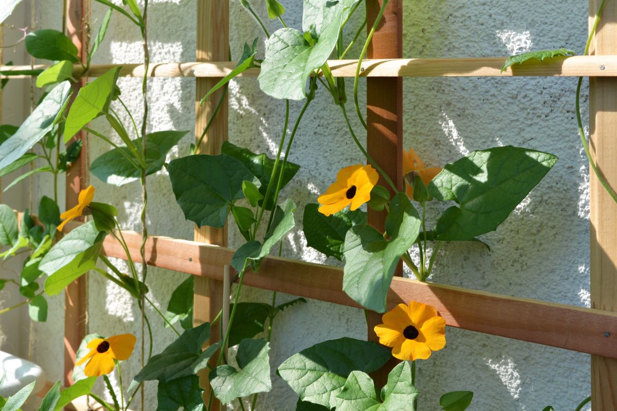 Realizza il tuo traliccio fai-da-te per rampicanti