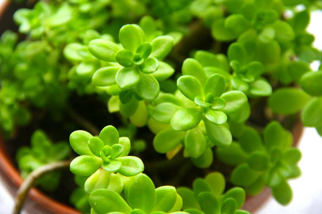 Le temperature ideali per l'albero di Giada