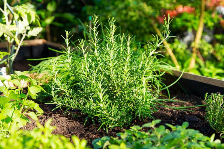 Trucchi e consigli per coltivare il Rosmarino: dal balcone all'orto con successo coltivare il rosmarino